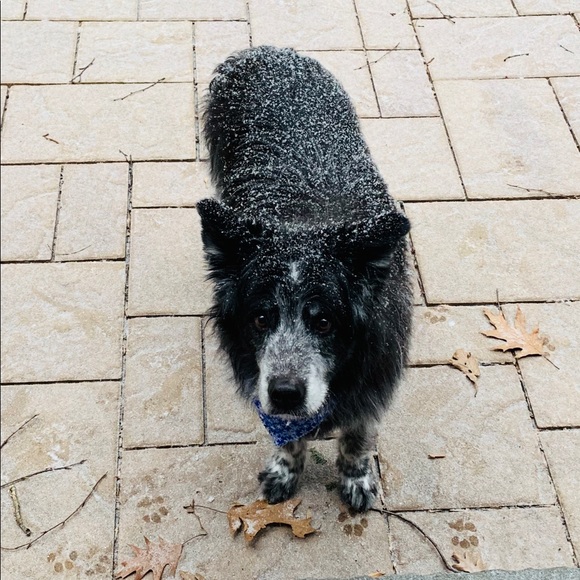 Meet your Posher, Fiona - Picture 7 of 9